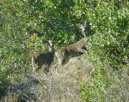 Deer along Mountain View Road