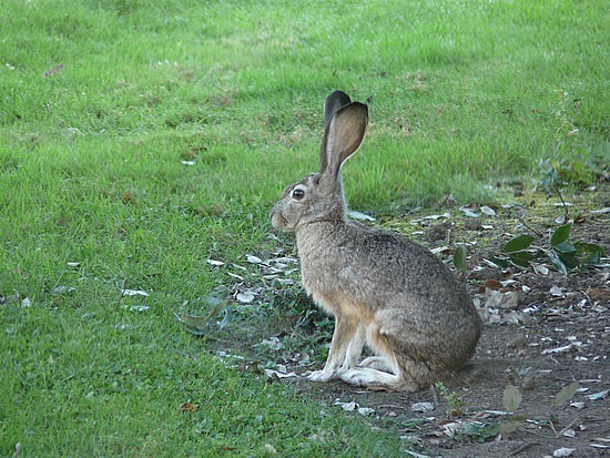 Jackrabbit