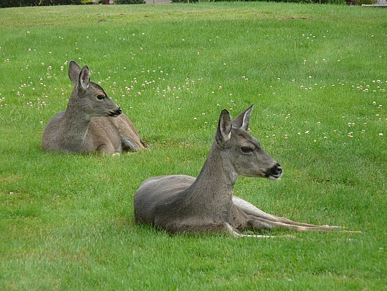 Mama and fawn