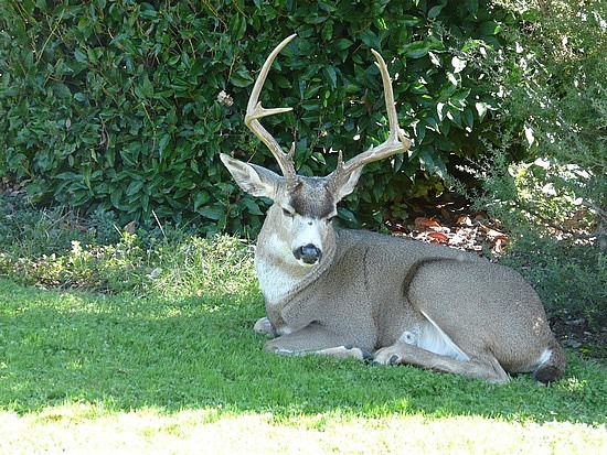 Papa deer in a favorite spot