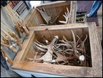 Antlers for Sale