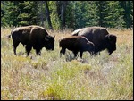 Bison at GTNP