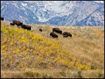 Bison at GTNP