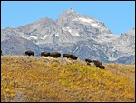 Bison at Grand Teton National Park