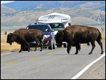 Bison at GTNP