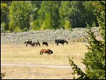 Horses on the Gros Ventre Drive