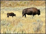 Mama & Baby Bison