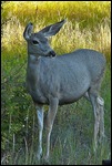 Mule Deer by our Cabin