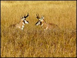 Pronghorn at Antelope Flats