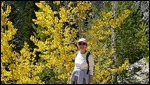 Aspens in Their Fall Colors