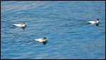 Ducks on String Lake