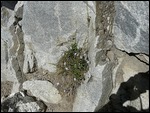 Lavender Bells on Hike