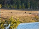 Elk in Meadow Above Oxbow Bend