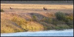 Elk in Meadow Above Oxbow Bend