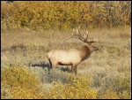 Bull Elk