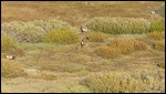 Elk herd