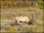 Bull Elk