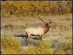 Bull Elk