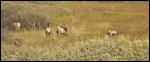 Elk herd