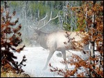 Elk at West Thumb