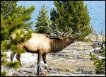 Bugling Elk at Yellowstone Lake