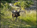 Bull Elk