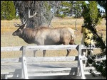 Elk at West Thumb