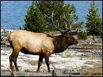 Elk at Yellowstone Lake