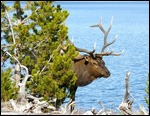 Elk with Yellowstone Lake in Background