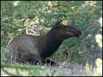 Mama Elk at West Thumb