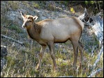 Young Elk