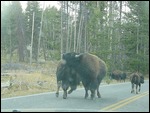 Buffalo Butting Heads