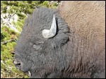 Buffalo Next to Car