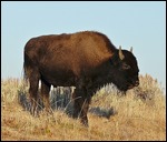 Buffalo