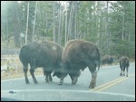 Buffalo Butting Heads