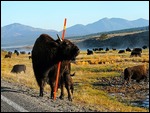 Buffalo Scratching an Itch