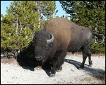 Buffalo Next to Car 