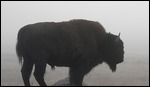 Buffalo at Dawn