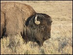 Buffalo