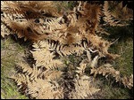 Ferns in Fall Color