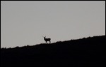 Elk at Dusk