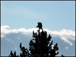 Swainson's Hawk