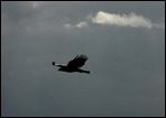 Swainson's Hawk