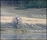 Swainson's Hawk