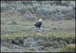 Bald Eagle After Breakfast