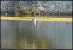 Canadian Goose on Yellowstone River