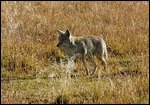 Coyote Hunting