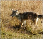 Coyote Hunting