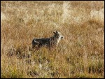 Coyote Hunting