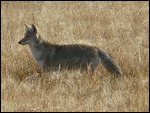 Coyote